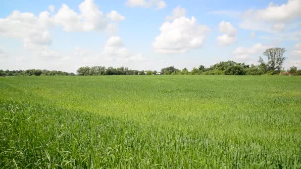 Campo de trigo joven durante el día — Vídeos de Stock