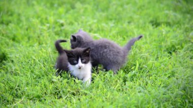 çimen'ın bahçesinde oynayan iki yavru kedi