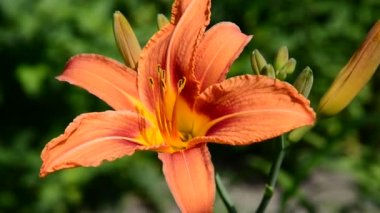 Bahçede büyük lilyum