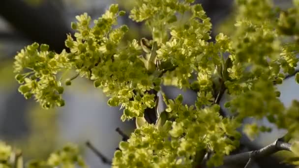 TWIG ett träd med gröna blommor under våren — Stockvideo
