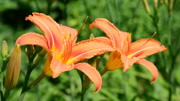 Bellissimi gigli arancioni in giardino — Video Stock