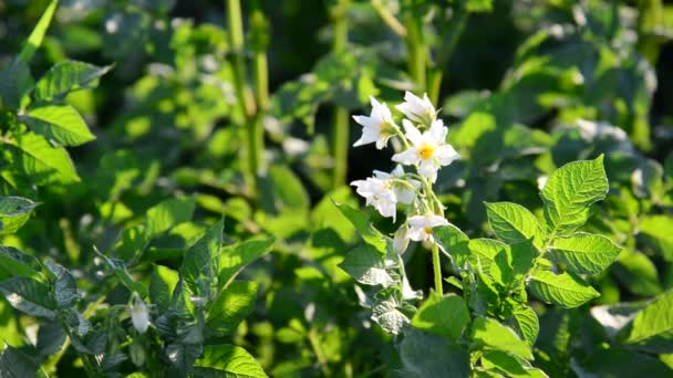 Floraison des pommes de terre en champ close-up — Video