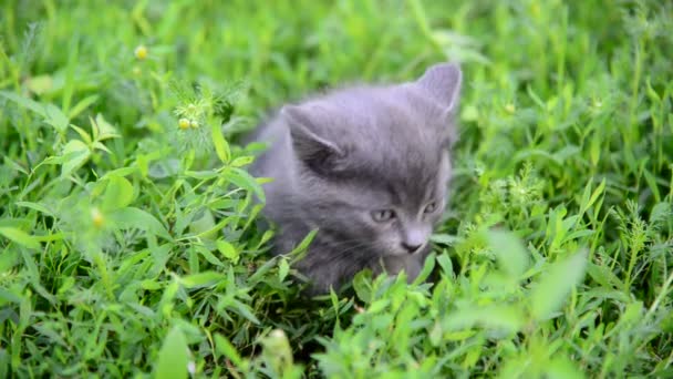 Gatito gris sentado en la hierba en el césped — Vídeo de stock