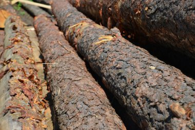 Genel amaçlı kereste üretmek için Sawlogs