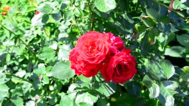 Flowerbed güzel kırmızı gül bush