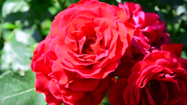 Pollinise un bouquet de roses rouges — Video