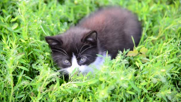 Черно-белый котёнок, сидящий в траве на газоне — стоковое видео