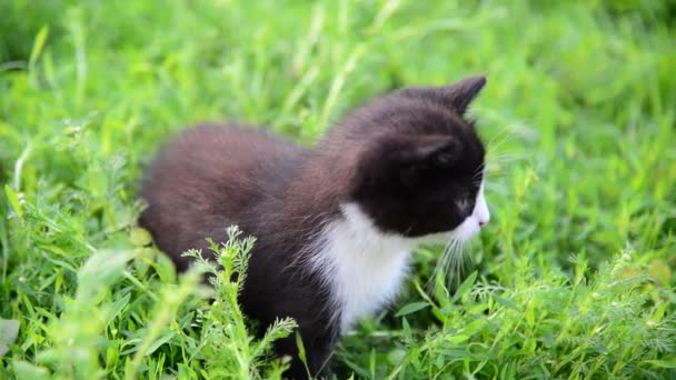 Gatito blanco y negro sentado en la hierba en el césped — Vídeos de Stock