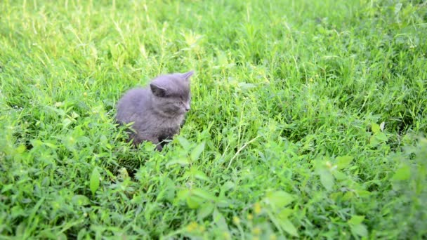 Två kattunge i gräs på gräsmattan — Stockvideo