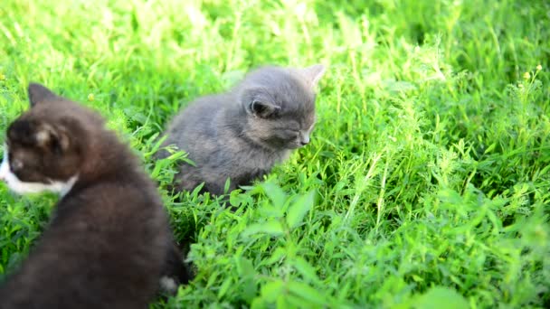 Två kattunge i gräs på gräsmattan — Stockvideo