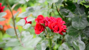flowerbed kırmızı gül bush