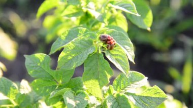 Yetişkin Colorado Patates böceği yapraklarda