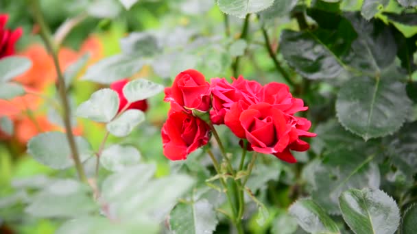 Röda rosenbuske i blomsterrabatt — Stockvideo