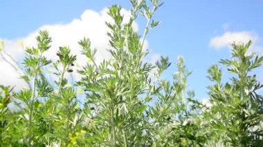 Pelin üstleri gökyüzüne karşı