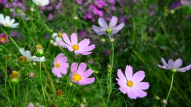 Papatya Çiçek bahçesinde kapatın