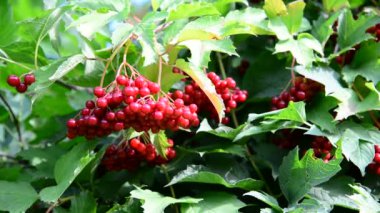 Yaz aylarında kırmızı meyveler kartopu