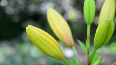 Bahçede sarı zambak sıkı tomurcukları