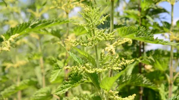Nettle closeup on sunny day — Stock Video