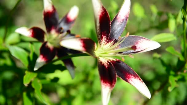 Bellissimi fiori giglio bianco e bordeaux — Video Stock