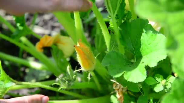 Giardiniere controlla sia come zucchine in crescita — Video Stock