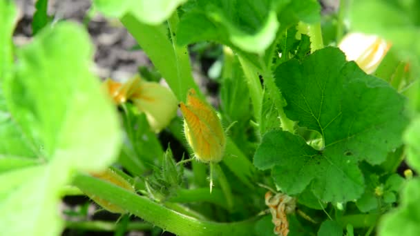 Calabacín floreciente joven en el jardín — Vídeos de Stock