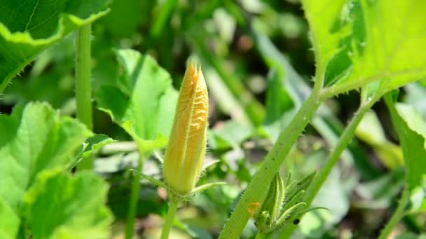 Calabacín floreciente joven en el jardín — Vídeo de stock