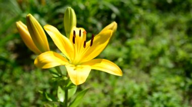 Çiçek sarı varietal lilyum yakın çekim
