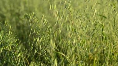 Genç yulaf closeup akşam günbatımında