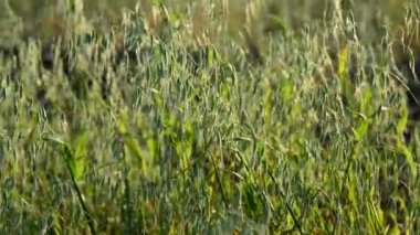 Genç yulaf closeup akşam günbatımında