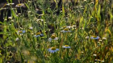 Çayır papatyaları akşam ışık ile