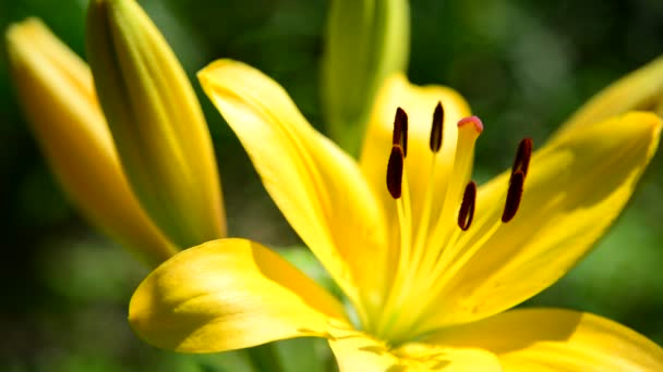 Flor amarilla varietal lirios primer plano — Vídeos de Stock