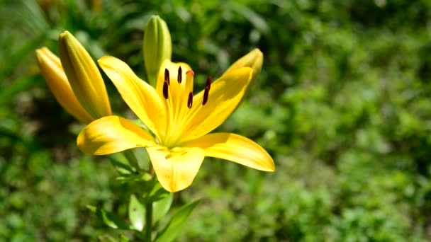 Flor lírios varietais amarelos close-up — Vídeo de Stock