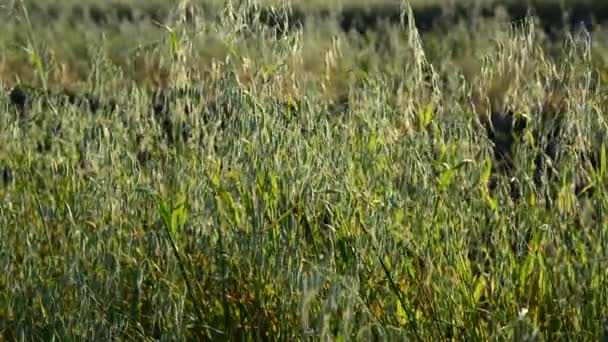 Young oats closeup in evening at sunset — Stock Video