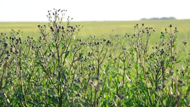 Feld mit Unkraut Nahaufnahme bei Gegenlicht — Stockvideo