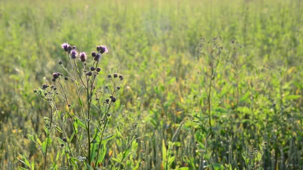 Campo de malas hierbas en la luz del atardecer verano — Vídeo de stock