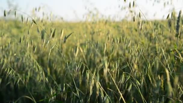 在风中摇曳的年轻燕麦 — 图库视频影像