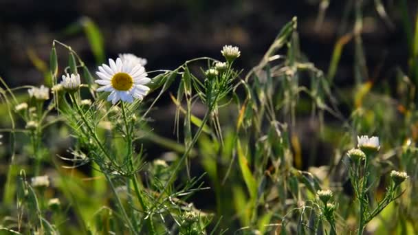 Prairie avec marguerites en lumière du soir — Video