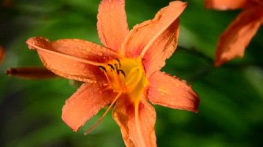 Su sonra yağmur damlaları içinde güzel turuncu lily