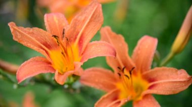 Su sonra yağmur damlaları içinde güzel turuncu lily