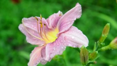 Su sonra yağmur damlaları içinde güzel leylak lily