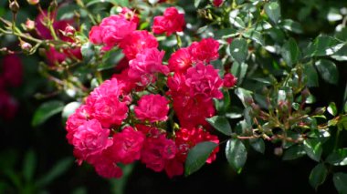 Bol çiçekli çalı pembe Gül