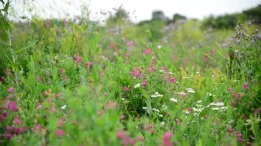 Rusya orta kısmında vahşi meadows detay