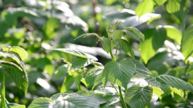 Gün boyunca bahçede genç bir Ahududu yaprakları