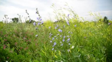 Rusya'nın orta kesiminde çiçek açan çayır