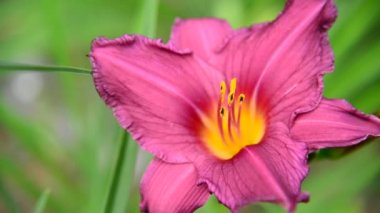 Pembe lily flowerbed yakın çekim