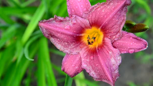 Красива рожева лілія в краплі води після дощу — стокове відео