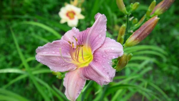 Vacker lila Lilja i droppar vatten efter regn — Stockvideo
