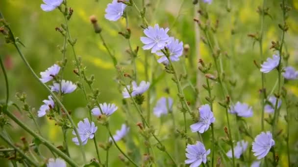Achicoria floreciente se balancea en el viento — Vídeo de stock