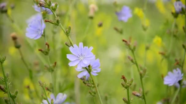 Blommande cikoria gungar i vinden — Stockvideo