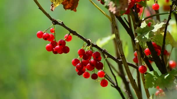Trauben von roten Johannisbeeren hängen im Garten — Stockvideo
